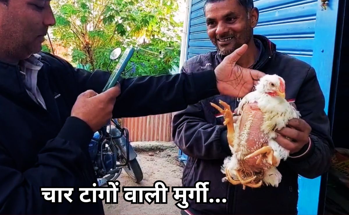 Hen With Four Leg: चार टांगों वाली मुर्गी, कुदरत के करिश्मे ने चौंकाया, देखने के लिए उमड़ रही भीड़!