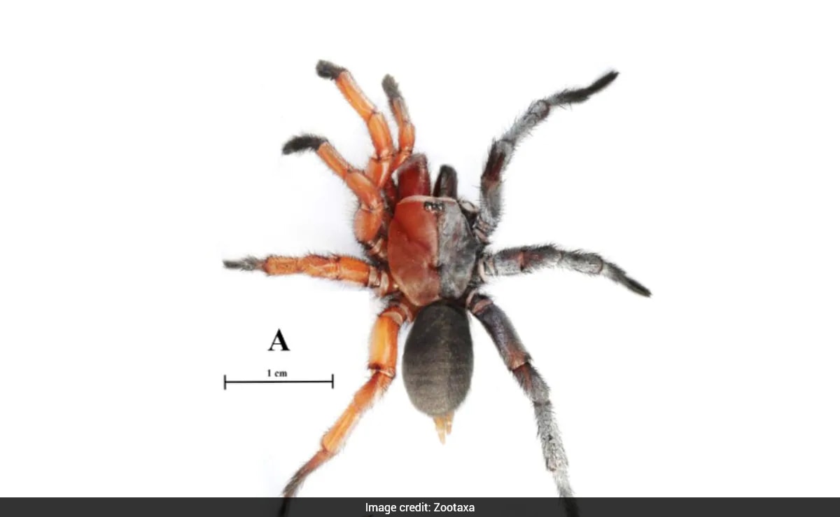 Rare Half-Male, Half-Female Spider Discovered in Thailand