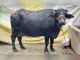 मुर्रा भैंस की कीमत क्यों होती है इतनी ज्यादा? ऐसे कर सकते हैं असली और नकली की पहचान
