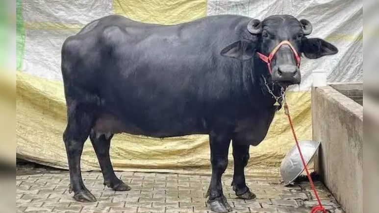 मुर्रा भैंस की कीमत क्यों होती है इतनी ज्यादा? ऐसे कर सकते हैं असली और नकली की पहचान