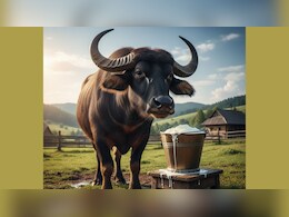 इस भैंस के नाम दर्ज है सबसे ज्यादा दूध देने का रिकॉर्ड, जानकर नहीं होगा यकीन