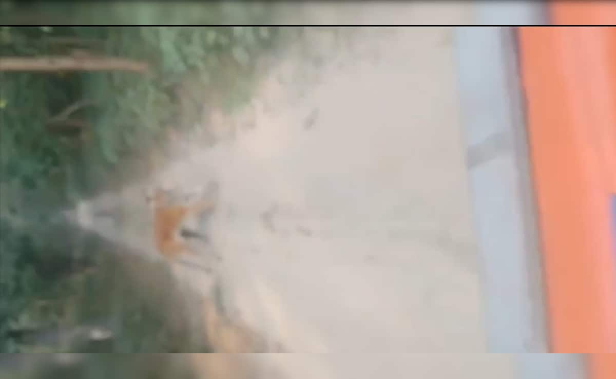 Latest and Breaking News on NDTV