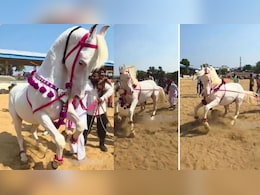 पुष्कर मेले में 'डांसिंग स्टार राणा' के मूव्स ने उड़ाया गर्दा, वीडियो देख थिरकने को मजबूर हुए लोग