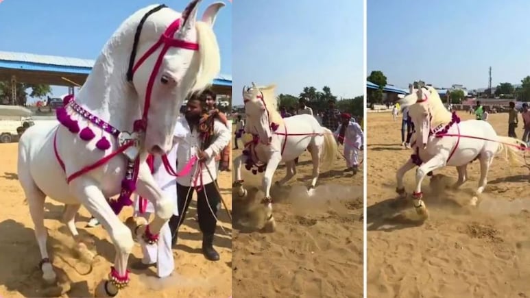 पुष्कर मेले में 'डांसिंग स्टार राणा' के मूव्स ने उड़ाया गर्दा, वीडियो देख थिरकने को मजबूर हुए लोग