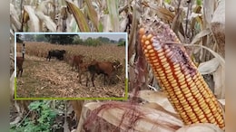 बेमौसम बारिश से फसलें बर्बाद: टालनी पड़ी बेटी की शादी, नहीं चुका पा रहे ट्रैक्टर का कर्ज&nbsp;