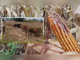 बेमौसम बारिश से फसलें बर्बाद: टालनी पड़ी बेटी की शादी, नहीं चुका पा रहे ट्रैक्टर का कर्ज 