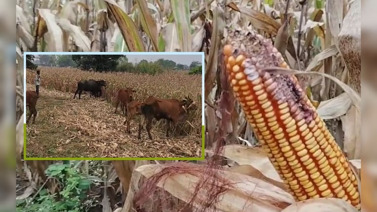 बेमौसम बारिश से फसलें बर्बाद: टालनी पड़ी बेटी की शादी, नहीं चुका पा रहे ट्रैक्टर का कर्ज बेमौसम बारिश से फसलें बर्बाद: टालनी पड़ी बेटी की शादी, नहीं चुका पा रहे ट्रैक्टर का कर्ज