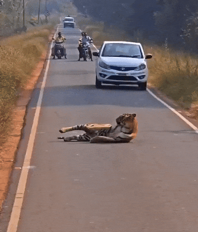 VIDEO: जम्हाई, अंगड़ाई और आराम... सड़क पर आया टाइगर तो कैसे थम गया ट्रैफिक