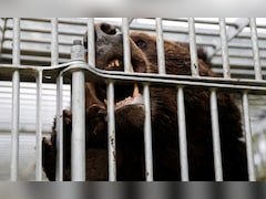 Soldiers, Jeeps, Armour To Combat Bears In Japan Town Known For Hot Springs