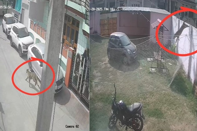 सिविल लाइंस में घुसा तेंदुआ