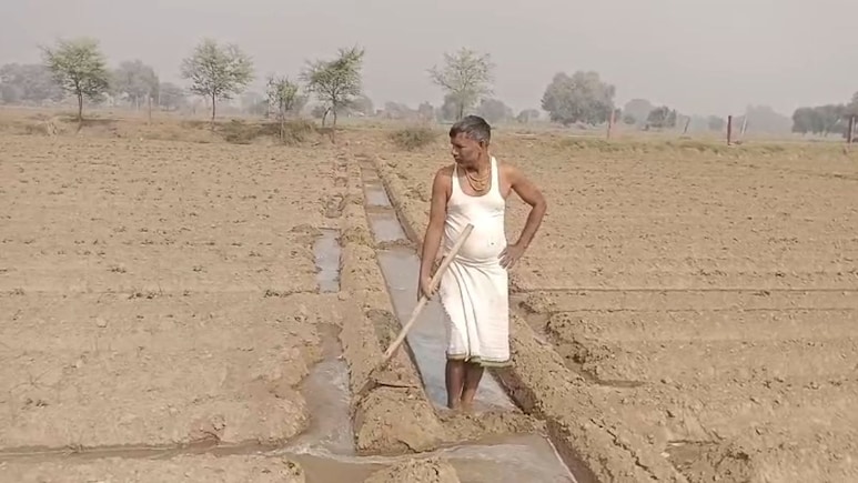 Rajasthan: खरीफ में घाटा झेलने के बाद रबी से जागी की उम्मीद, खेतों में लहराई सरसों, गेहूं और आलू की फसल