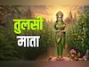 Tulsi Vivah 2025: पेड़ के रूप में क्यों पूजी जाती हैं तुलसी माता, जानें इसकी कथा और धार्मिक महत्व