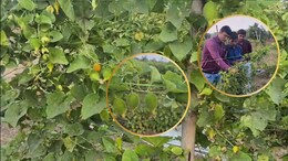 Khekhasa Cultivation: खेखसी पर नया रिसर्च, ज्यादा उत्पादन से बढ़ेगा किसानों का लाभ... बाजार में मिलता है 200-250 रुपये KG