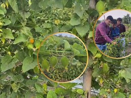 Khekhasa Cultivation: खेखसी पर नया रिसर्च, ज्यादा उत्पादन से बढ़ेगा किसानों का लाभ... बाजार में मिलता है 200-250 रुपये KG