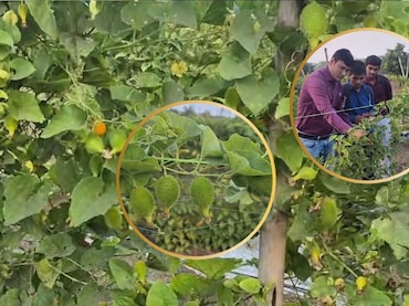 Khekhasa Cultivation: खेखसी पर नया रिसर्च, ज्यादा उत्पादन से बढ़ेगा किसानों का लाभ... बाजार में मिलता है 200-250 रुपये KG