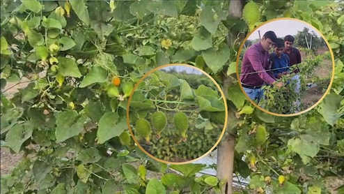 Khekhasa Cultivation: खेखसी पर नया रिसर्च, ज्यादा उत्पादन से बढ़ेगा किसानों का लाभ... बाजार में मिलता है 200-250 रुपये KG