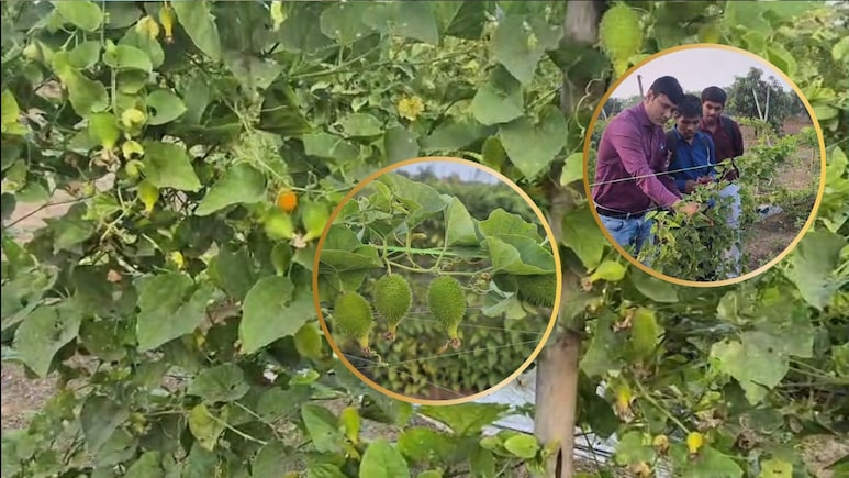 Khekhasa Cultivation: खेखसी पर नया रिसर्च, ज्यादा उत्पादन से बढ़ेगा किसानों का लाभ... बाजार में मिलता है 200-250 रुपये KG