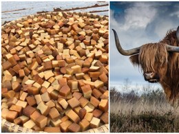 अरुणाचल की सदियों पुरानी पहाड़ी पारंपरिक ‘याक चुरपी’ को मिला GI टैग