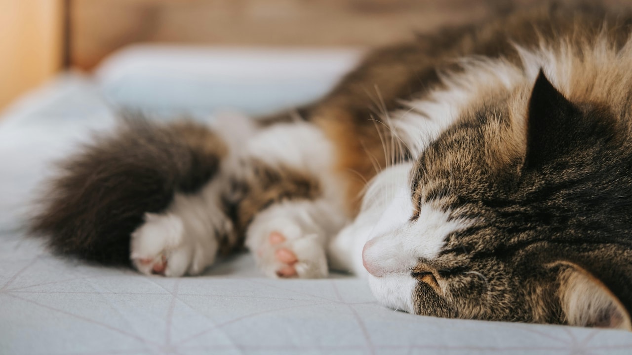 Activated carbon filters are key to removing stubborn pet odours. Activated carbon filters are key to removing stubborn pet odours.