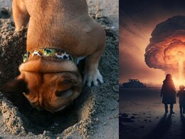 खाना और खिलौने क्यों छुपाते हैं कुत्ते... क्या उनको है किसी प्रलय के आने की आशंका