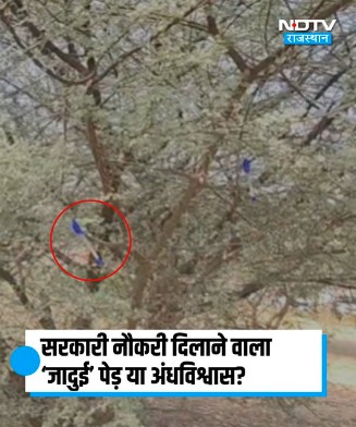 क्या राजस्थान के इस पेड़ पर पेन टांगने से मिलती है सरकारी नौकरी? जानें वायरल वीडियो का सच