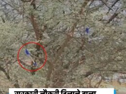 क्या राजस्थान के इस पेड़ पर पेन टांगने से मिलती है सरकारी नौकरी? जानें वायरल वीडियो का सच