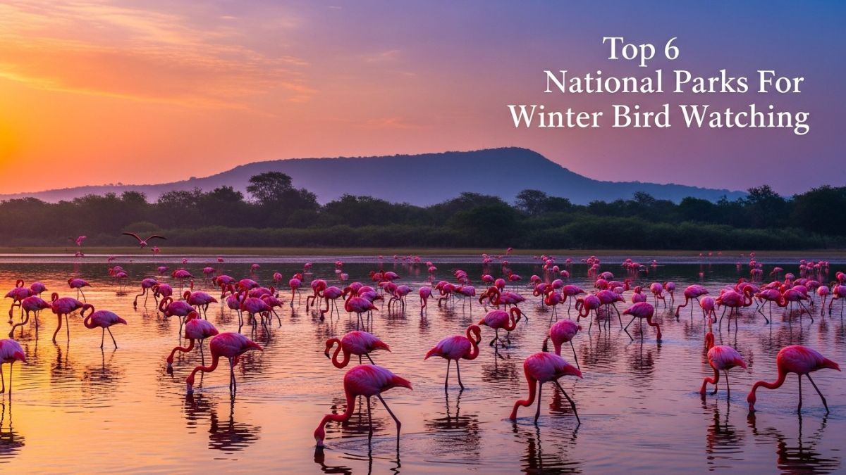 Winter Birdwatching In India: Top 6 National Parks For Rare Migrants