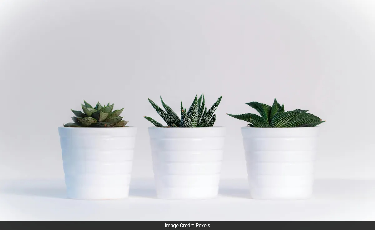 New Stanford Research Reveals An Optimal Balance Of Indoor Nature For Reducing Stress