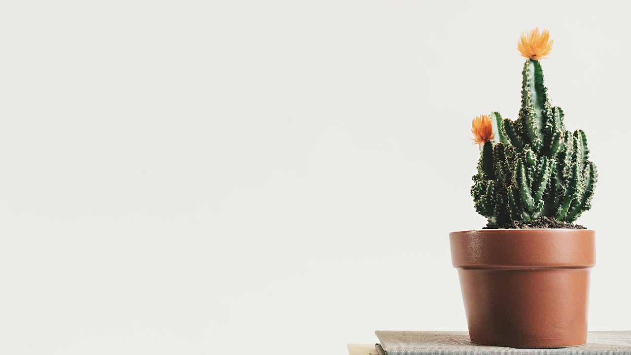 Which indoor plant will you choose for fresh air?