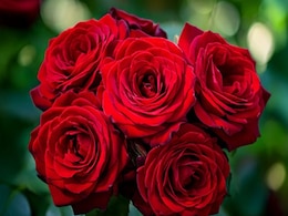 देसी गुलाब: औषधि का भरपूर खजाना, पाचन से लेकर माइग्रेन तक देता है आराम