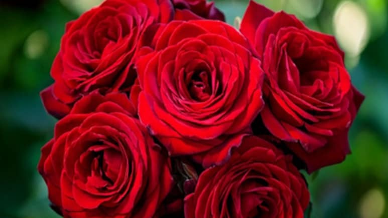 देसी गुलाब: औषधि का भरपूर खजाना, पाचन से लेकर माइग्रेन तक देता है आराम