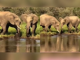 मां की ममता का 'चमत्कार'...डूबते बच्चे को बचाने दौड़ी हथिनी, साथ आई बहनों का प्यार देख इंटरनेट हुआ इमोशनल