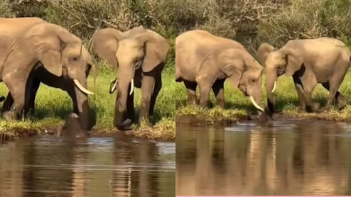 मां की ममता का 'चमत्कार'...डूबते बच्चे को बचाने दौड़ी हथिनी, साथ आई बहनों का प्यार देख इंटरनेट हुआ इमोशनल