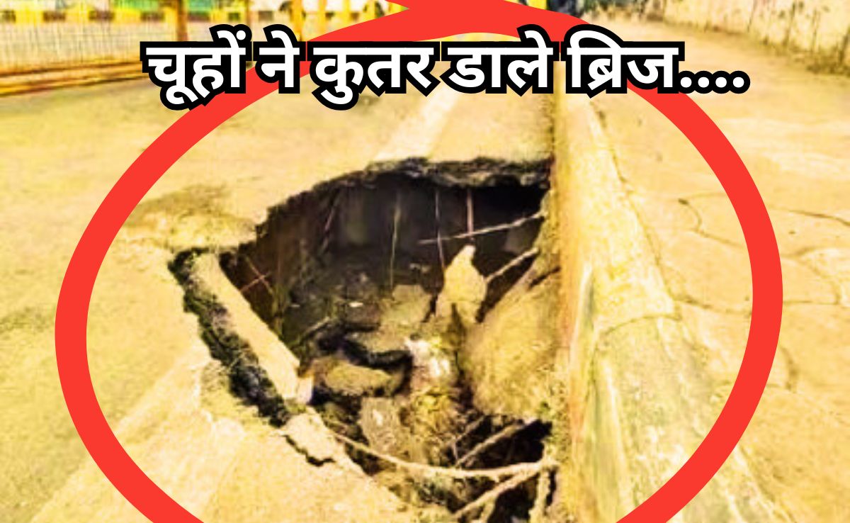 Shastri Bridge: इंदौर में चूहों ने कुतर डाला पुल, अचानक  ब्रिज के एक हिस्से में बन गया 5 फीट गड्ढा !