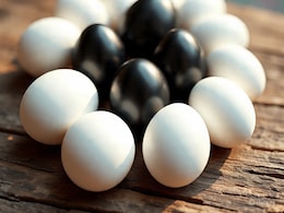 काला अंडा या सफेद अंडा किसमें है ज्यादा प्रोटीन, जानें एक दिन में कितना Egg खाएं