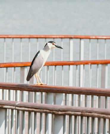 This Bird Hunts At Night And It's Not An Owl