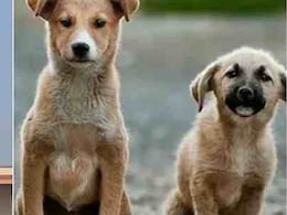 'सुरक्षा' सबसे ऊपर... आवारा कुत्तों को लेकर सुप्रीम कोर्ट के 10 बड़े निर्देश, जानें राज्यों को क्या करना होगा