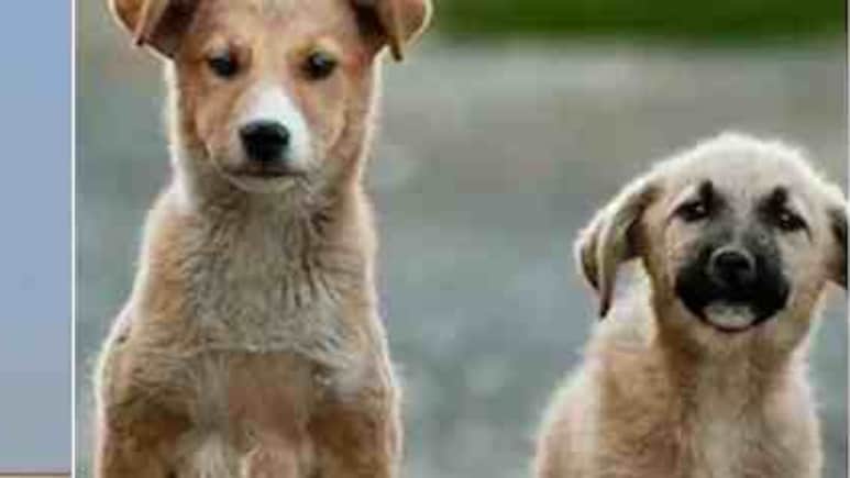 'सुरक्षा' सबसे ऊपर... आवारा कुत्तों को लेकर सुप्रीम कोर्ट के 10 बड़े निर्देश, जानें राज्यों को क्या करना होगा