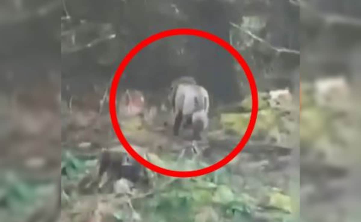 Latest and Breaking News on NDTV