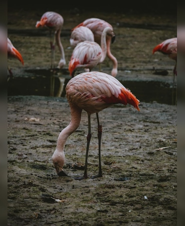 Why Some Birds Eat Clay