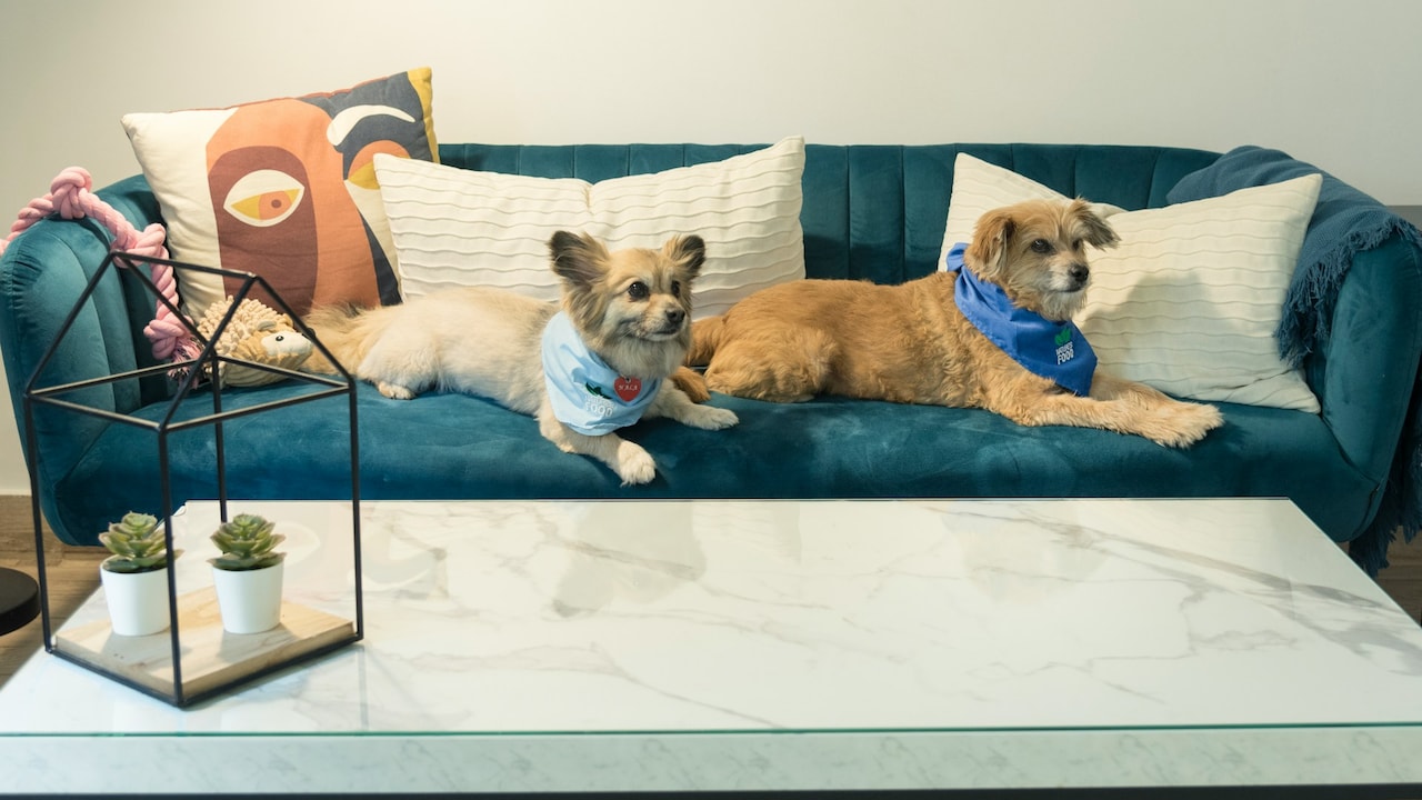 Choose the right sofa cum bed for your home with these easy tips