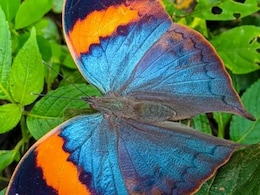 बाघ और चीता का प्रदेश बनेगा 'तितली प्रदेश' ! अब 'ऑरेंज ओकलीफ़' बनेगी MP की 'स्टेट बटरफ्लाई'