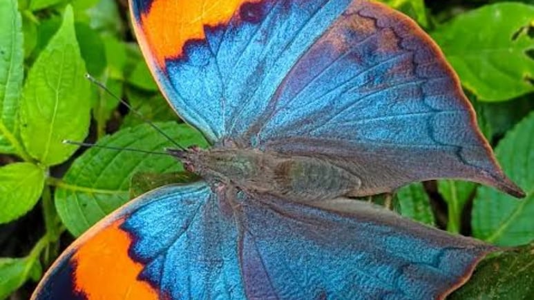 बाघ और चीता का प्रदेश बनेगा 'तितली प्रदेश' ! अब 'ऑरेंज ओकलीफ़' बनेगी MP की 'स्टेट बटरफ्लाई'