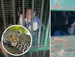 Video: A Trap Was Laid To Catch A Leopard, It Caught Drunk UP Man Instead