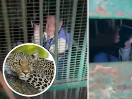 Video: The Bait Was For A Leopard. But It Attracted A Drunk UP Man First