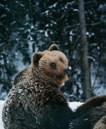 How Does Hibernation Work In Animals