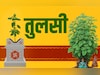 Tulsi Vivah 2025: रामा या श्यामा? घर में कौन सी तुलसी लगानी चाहिए, जानें इस पवित्र पौधे के नियम