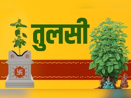 Tulsi Vivah 2025: रामा या श्यामा? घर में कौन सी तुलसी लगानी चाहिए, जानें इस पवित्र पौधे के नियम