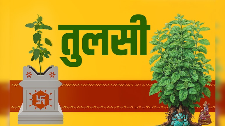 Tulsi Vivah 2025: रामा या श्यामा? घर में कौन सी तुलसी लगानी चाहिए, जानें इस पवित्र पौधे के नियम Tulsi Vivah 2025: रामा या श्यामा? घर में कौन सी तुलसी लगानी चाहिए, जानें इस पवित्र पौधे के नियम