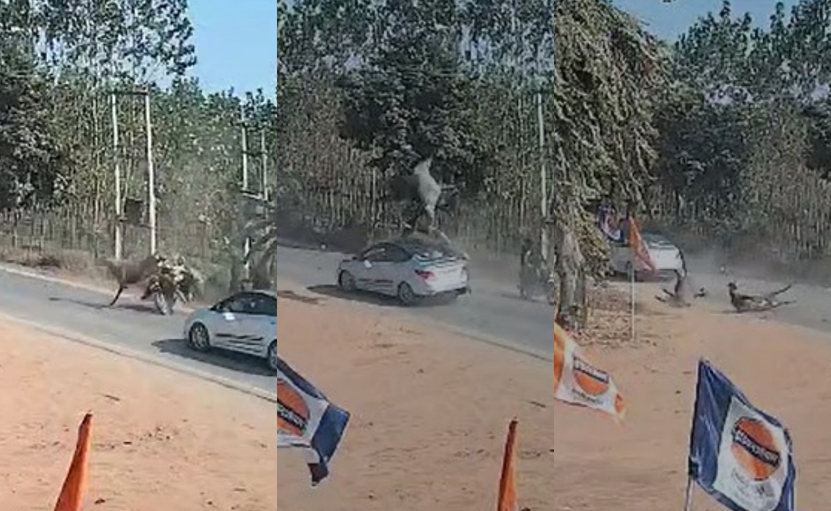 सहारनपुर में अचानक सड़क पर आई नीलगायें, कार से टक्कर के बाद कई फुट उछलीं, वीडियो हुआ वायरल